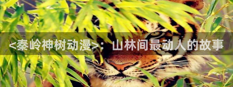 动漫天堂软件：<秦岭神树动漫>：山林间最动人的故事