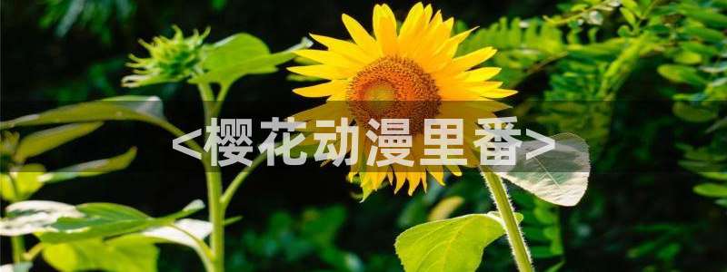 动漫天堂在线：<樱花动漫里番>